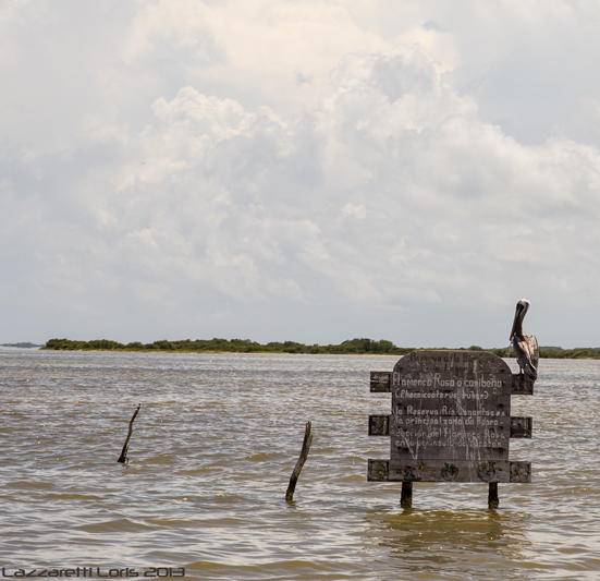 Pelican in Rio Lagartos