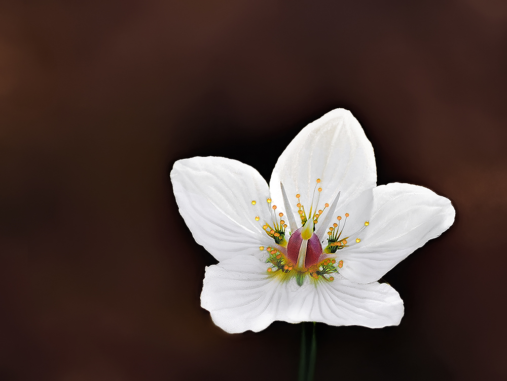 Anche un fiorellino può essere elegante