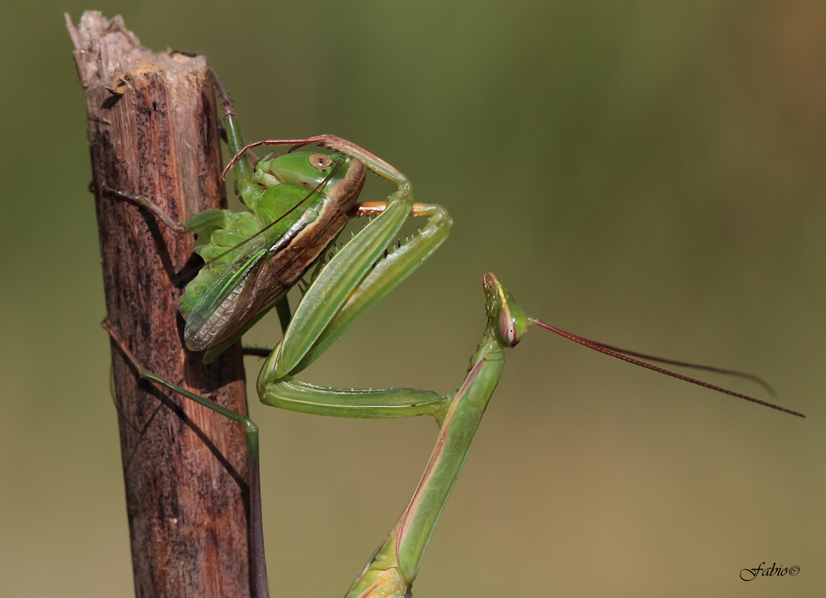 Cricket caught by praying mantis