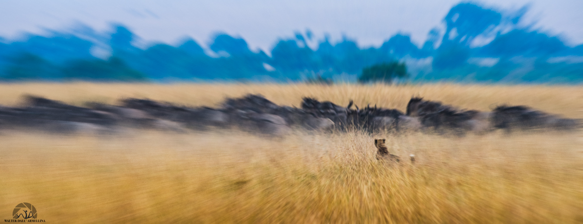 Hunting and movement