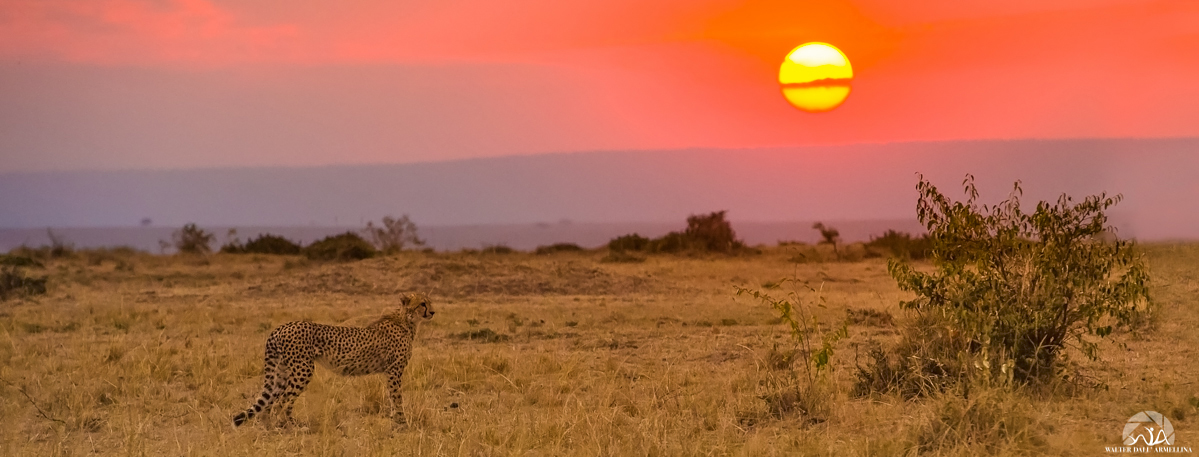 Mother cheetah at sunset
