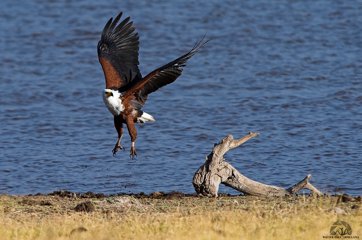 African Fish Eagle in flight