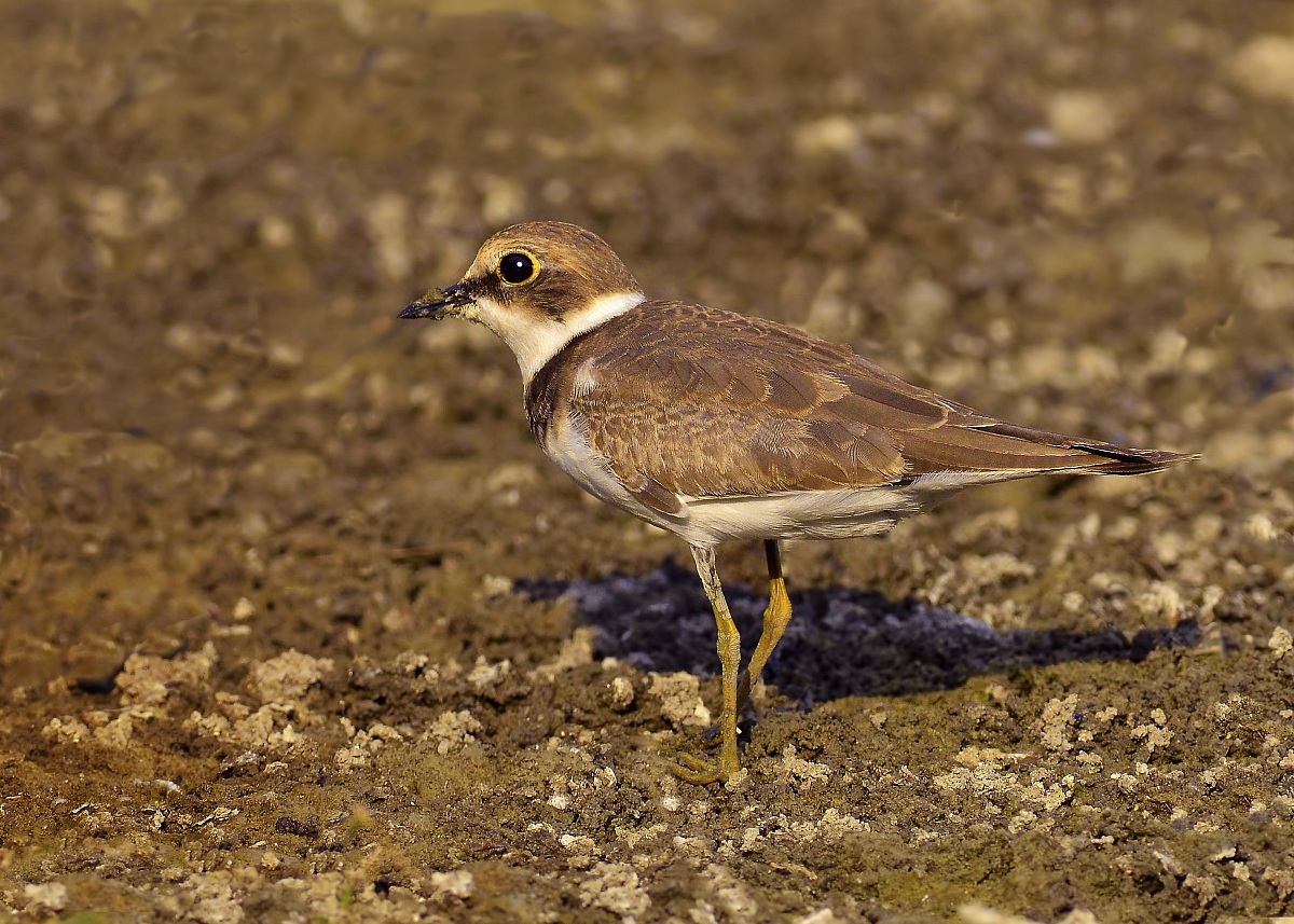 courier in the evening
