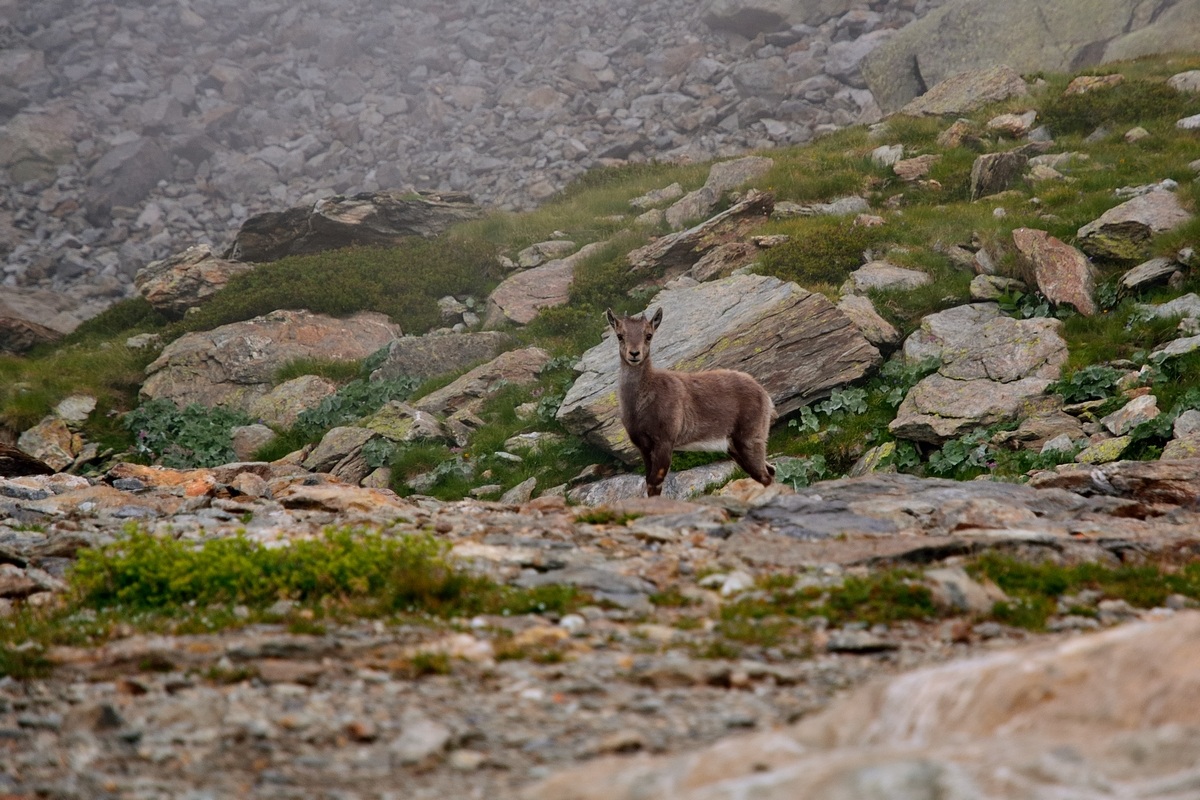 Small chamois grow
