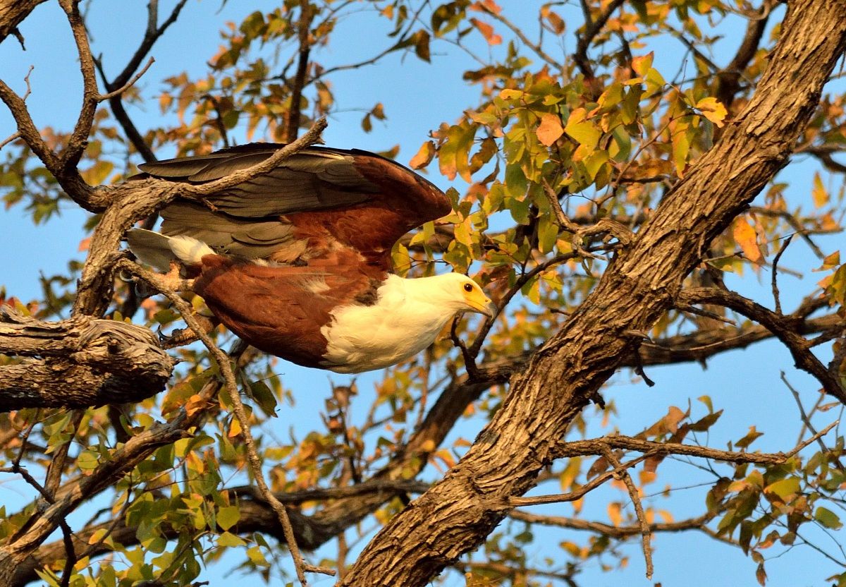 Fish Eagle