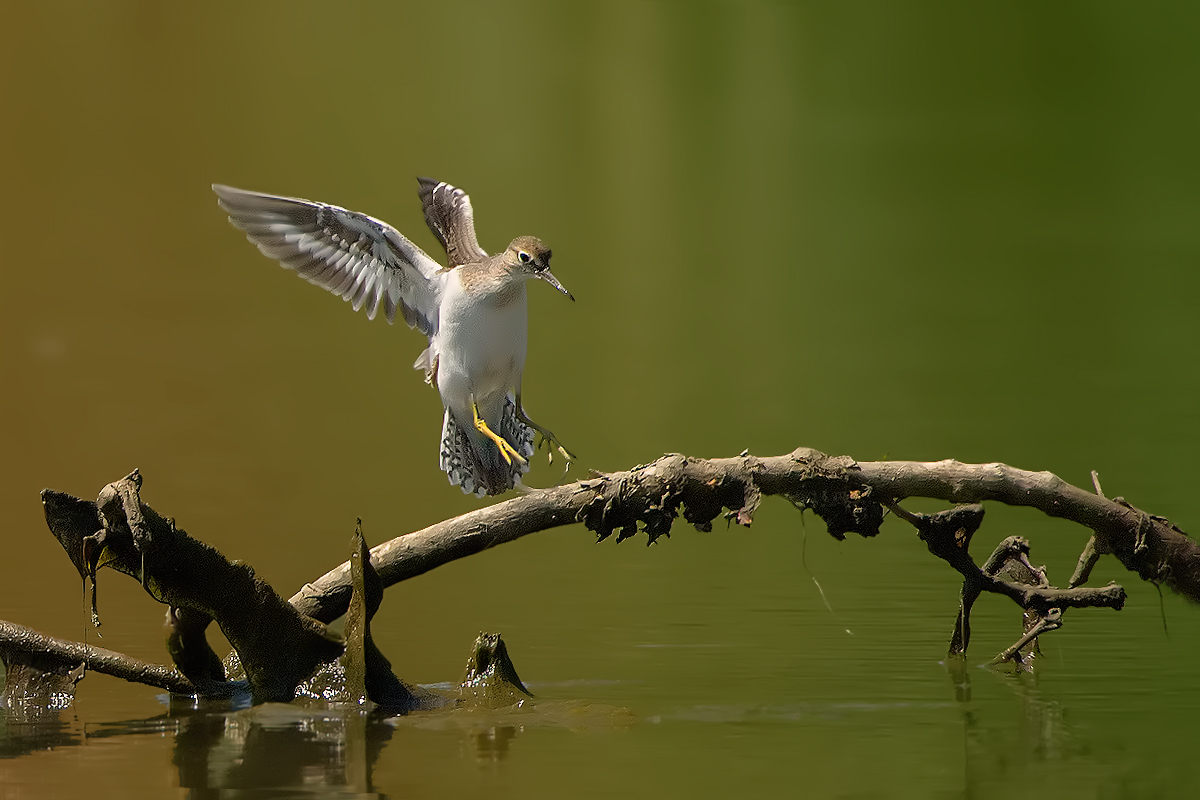 Sandpiper landing ..