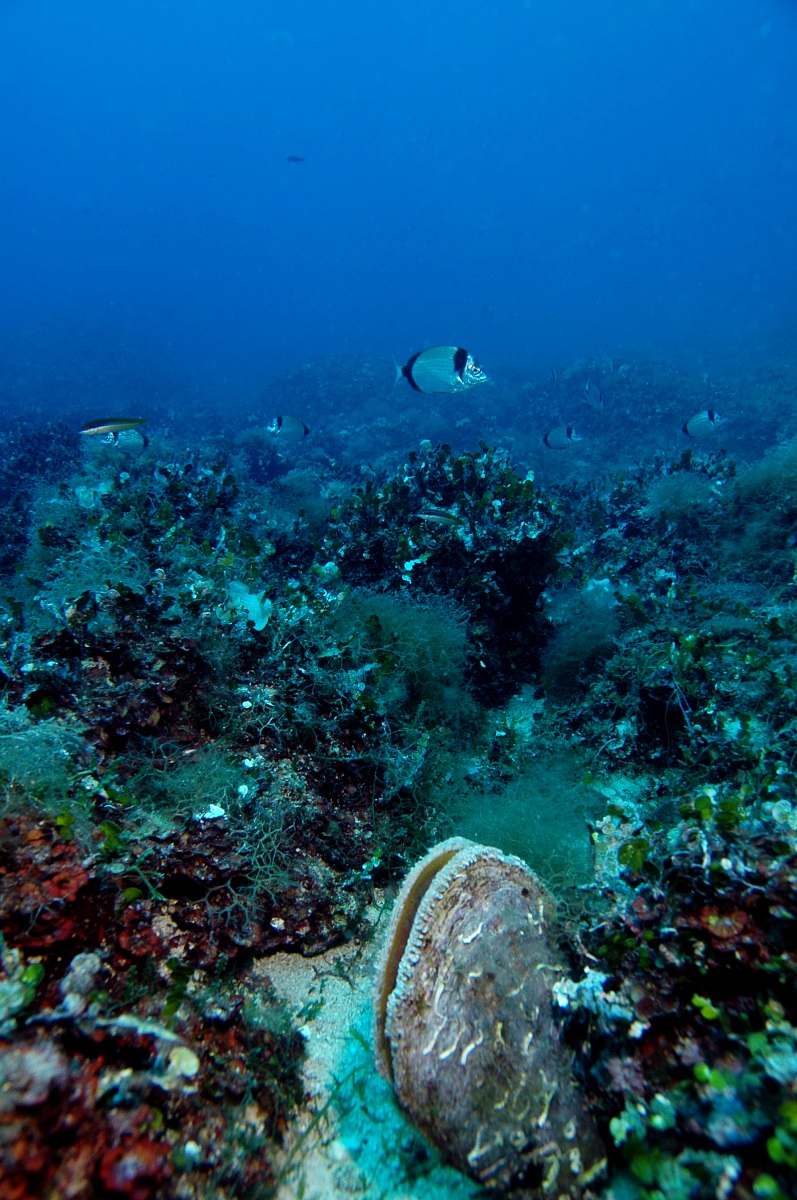 Pinna Nobilis --- Santa Maria di Leuca