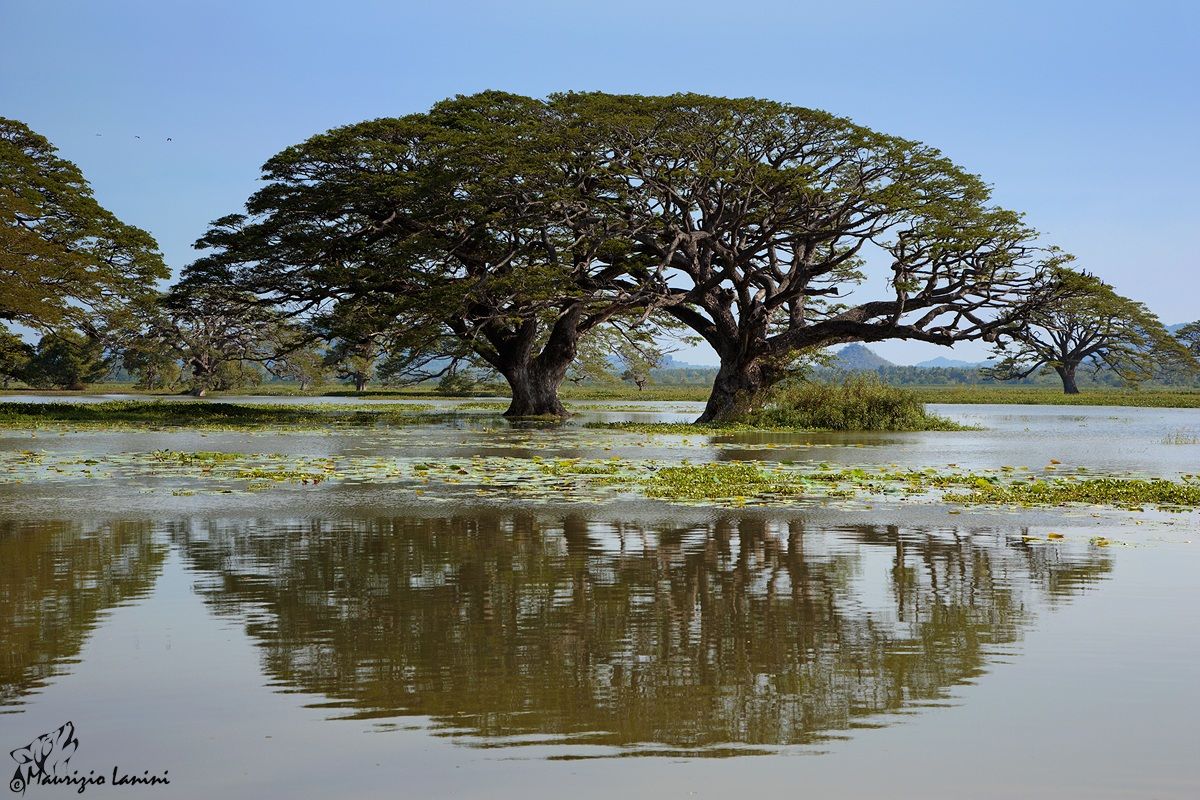La calma del Thissa Lake