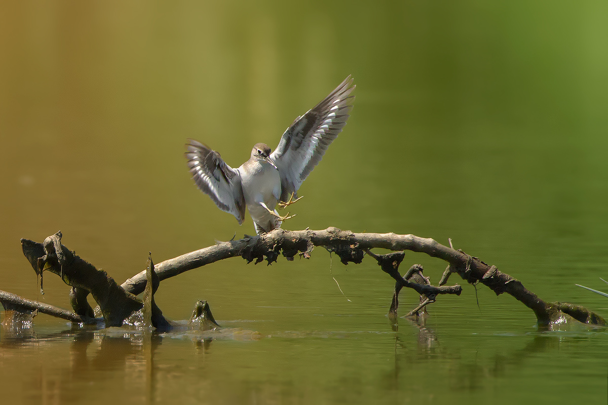 Sandpiper landing ..
