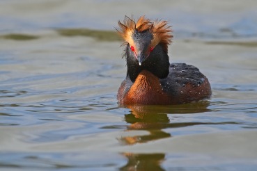 Podiceps auritus
