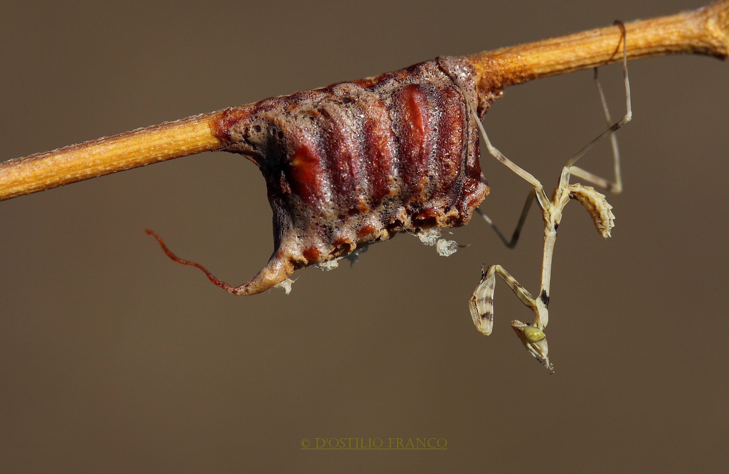 Ninfa di empusa pennata con ooteca.