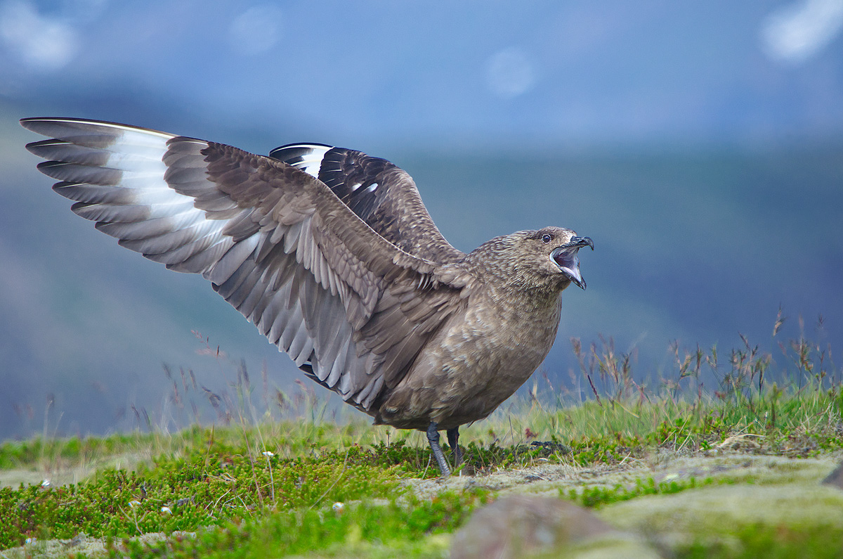 Stercoraio, display of greeting