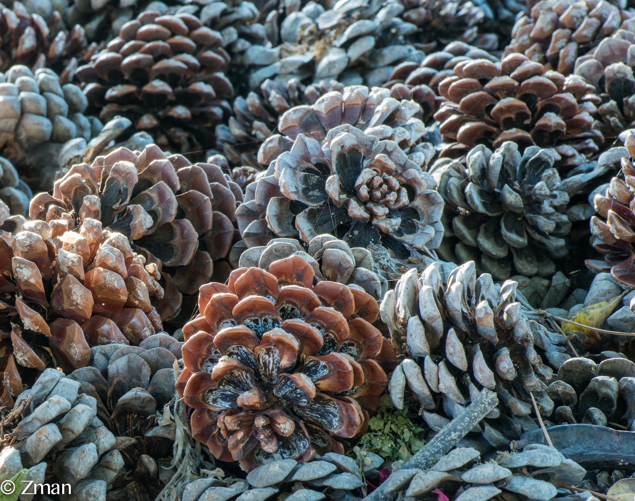 Empty Pine cones
