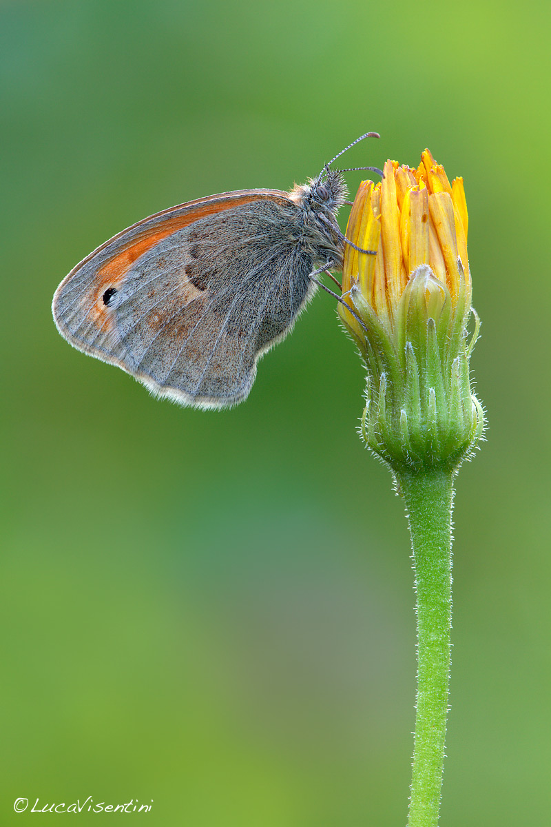 Coenonympha phamphilus