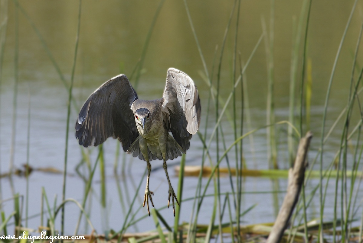 cacchio il posatore è de la