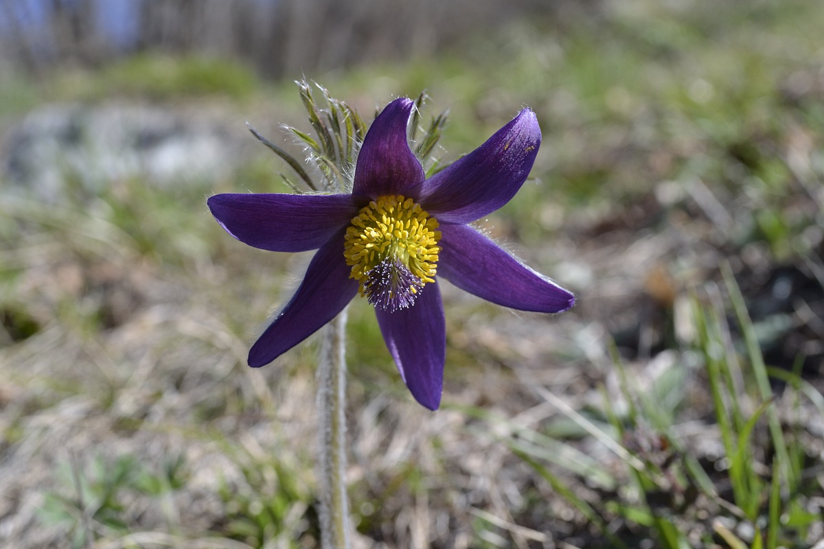 Pulsatilla Parco Monte Barro
