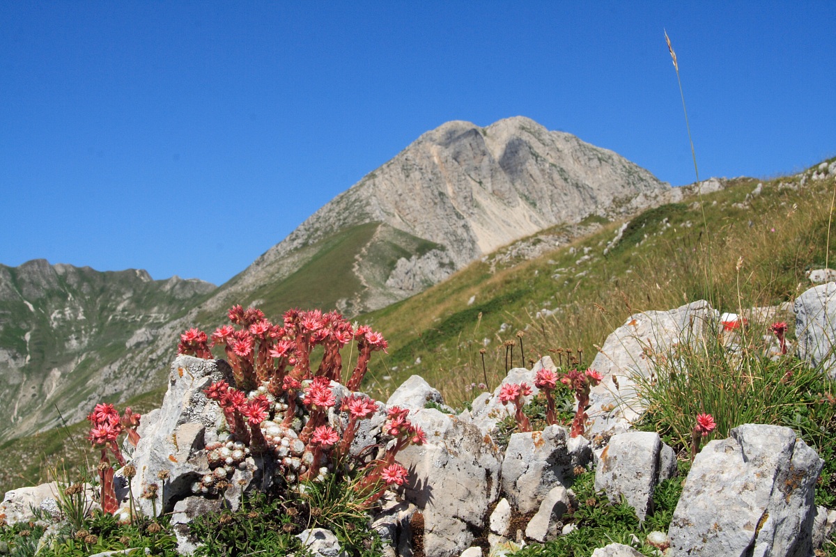 Sempervivum arachnoideum with Terminillo
