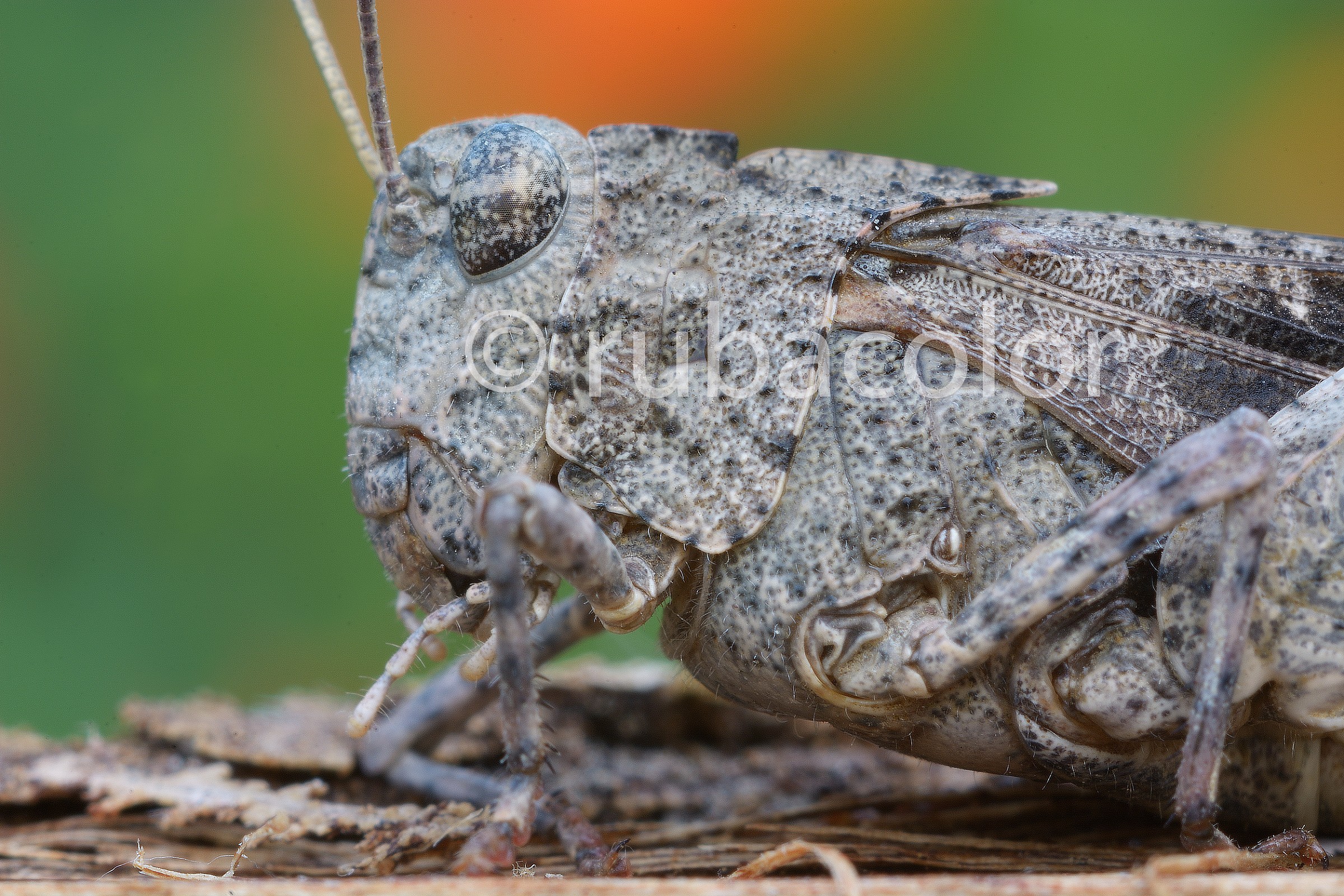 Grasshopper as a tank