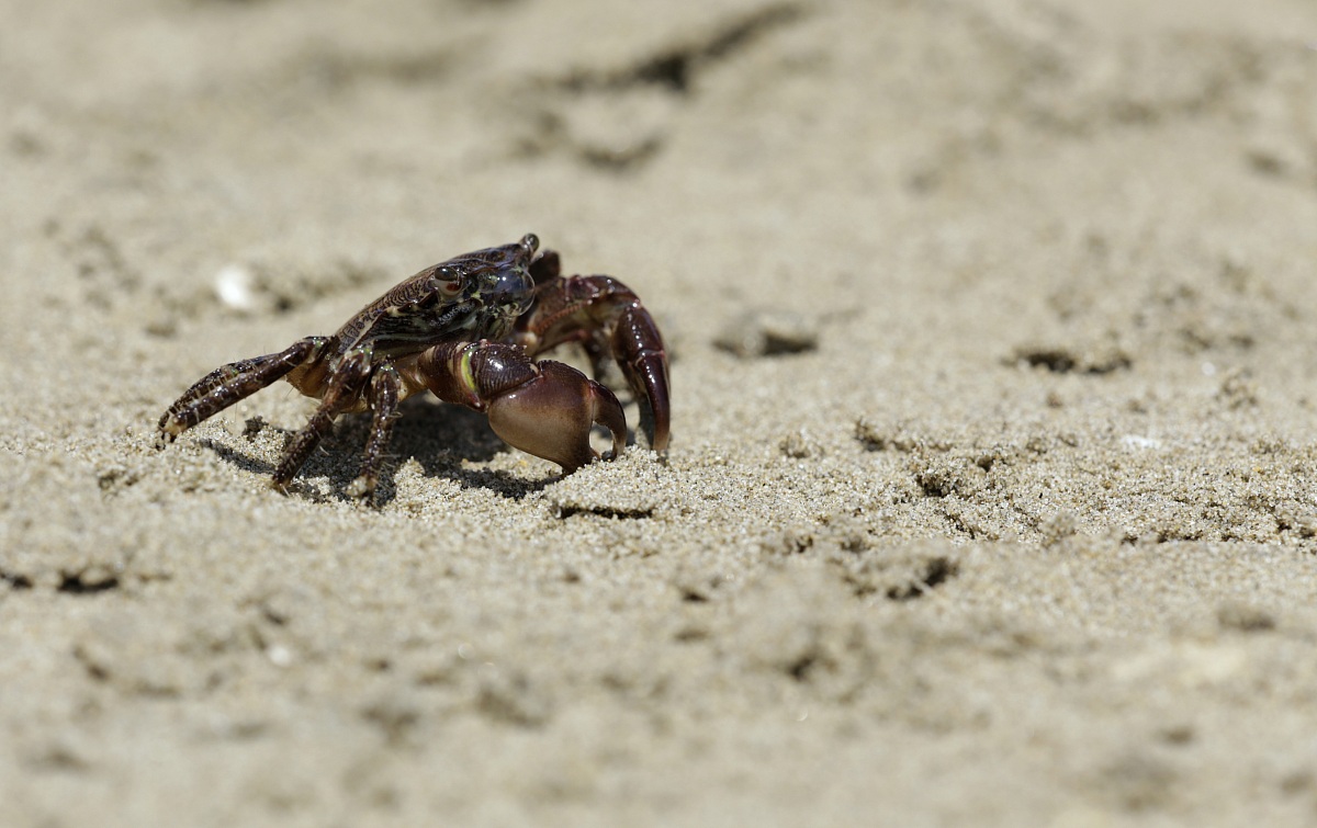 ...un granchio a spasso...