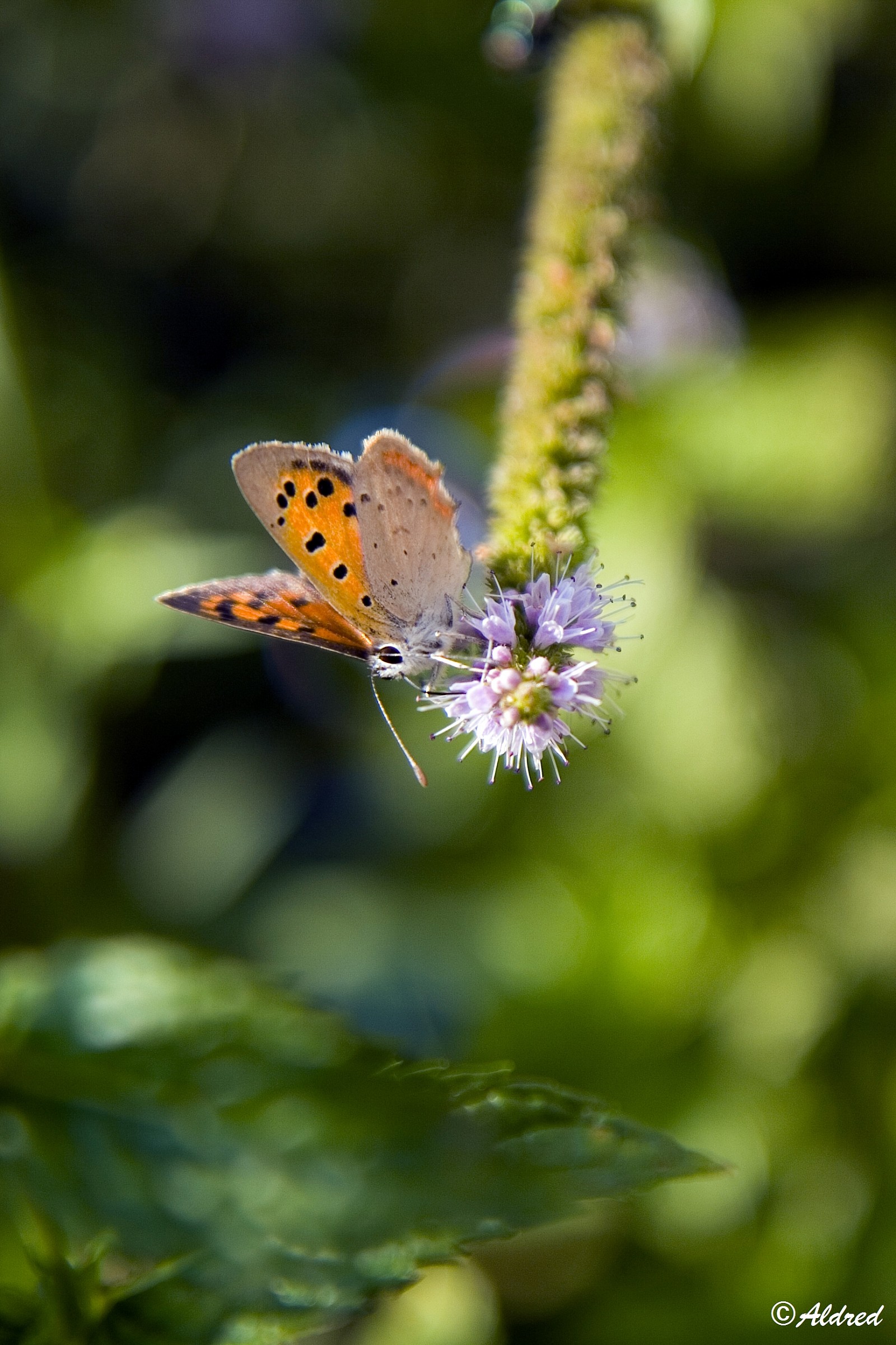 Testing macro without macro lens 3