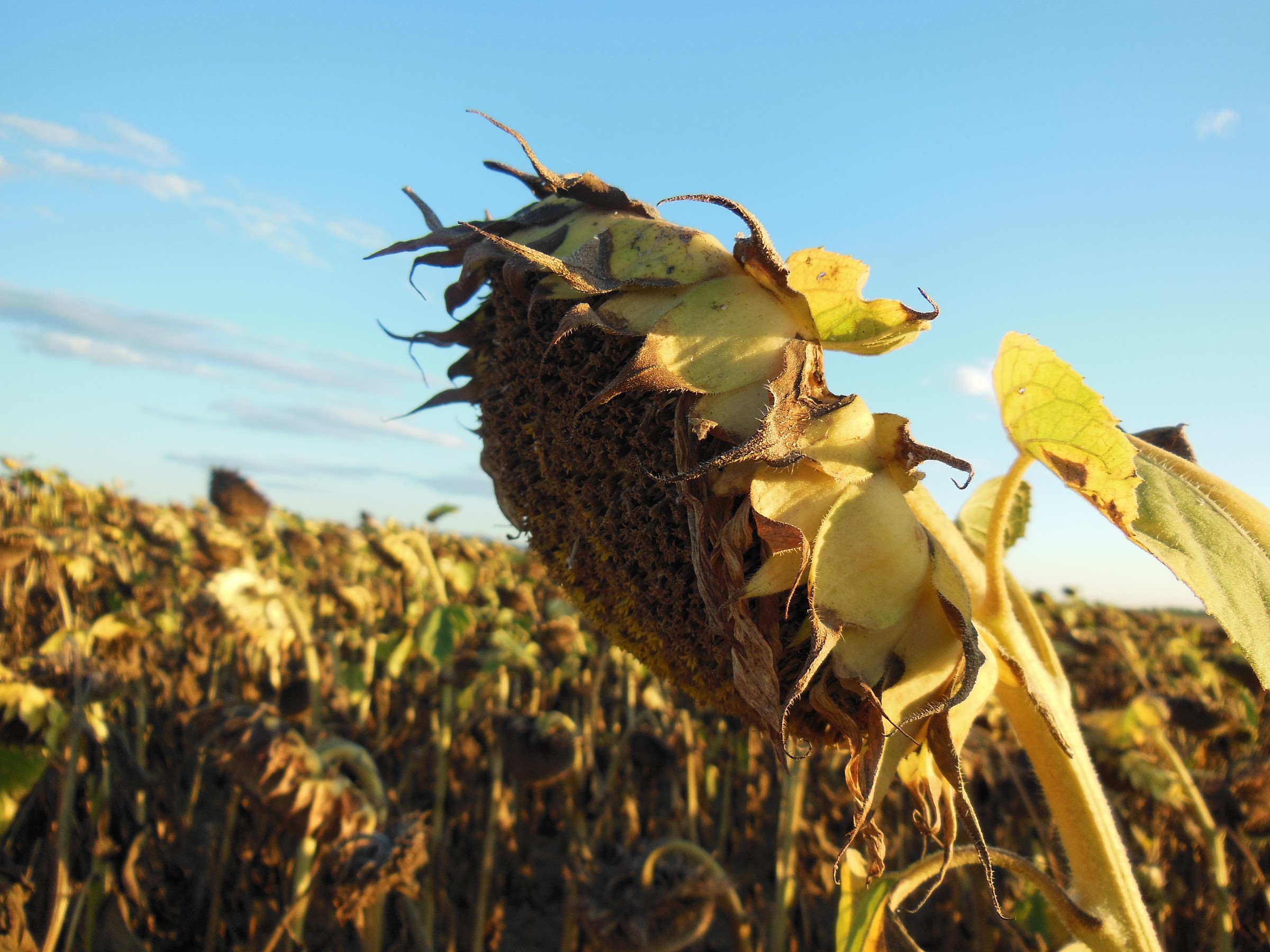 anche i girasoli sentono l'arrivo dell'autunno...