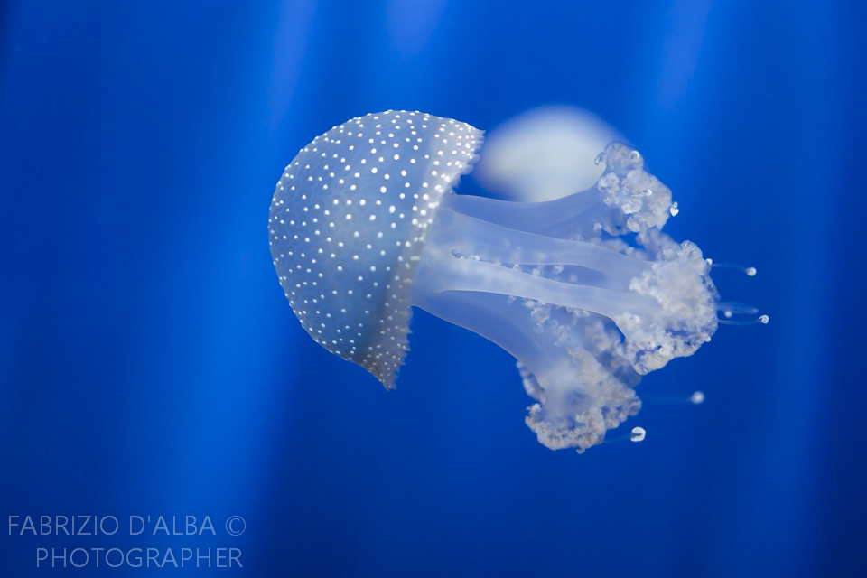 Phyllorhiza Punctata