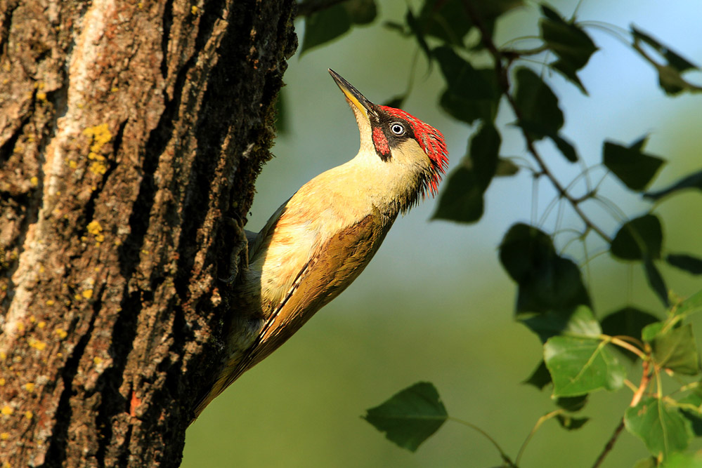 Green Woodpecker