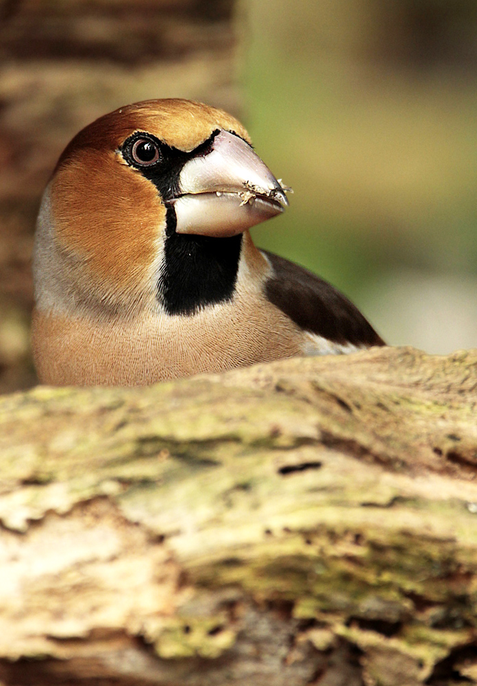 Hawfinch