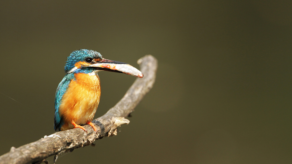 Kingfisher
