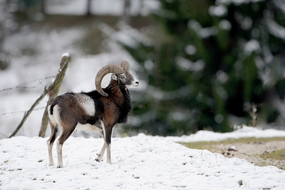 Mouflon