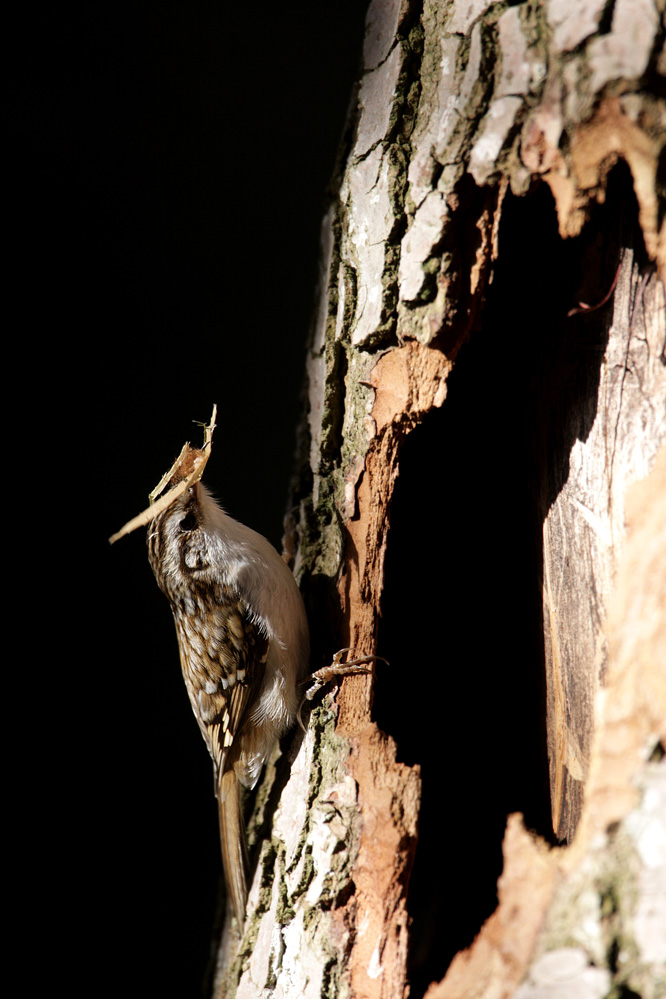 Treecreeper