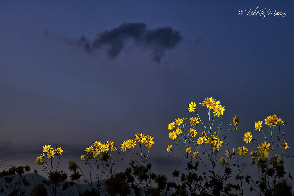 Foto sbagliata (Il Topinambur)