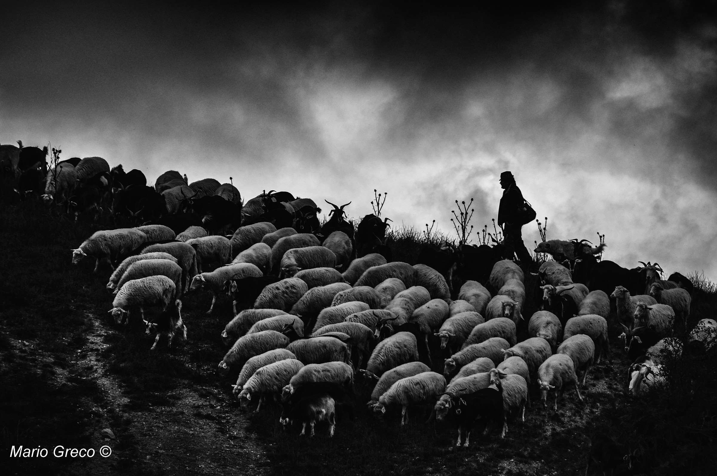 Sotto un cielo minaccioso... Il Pascolo