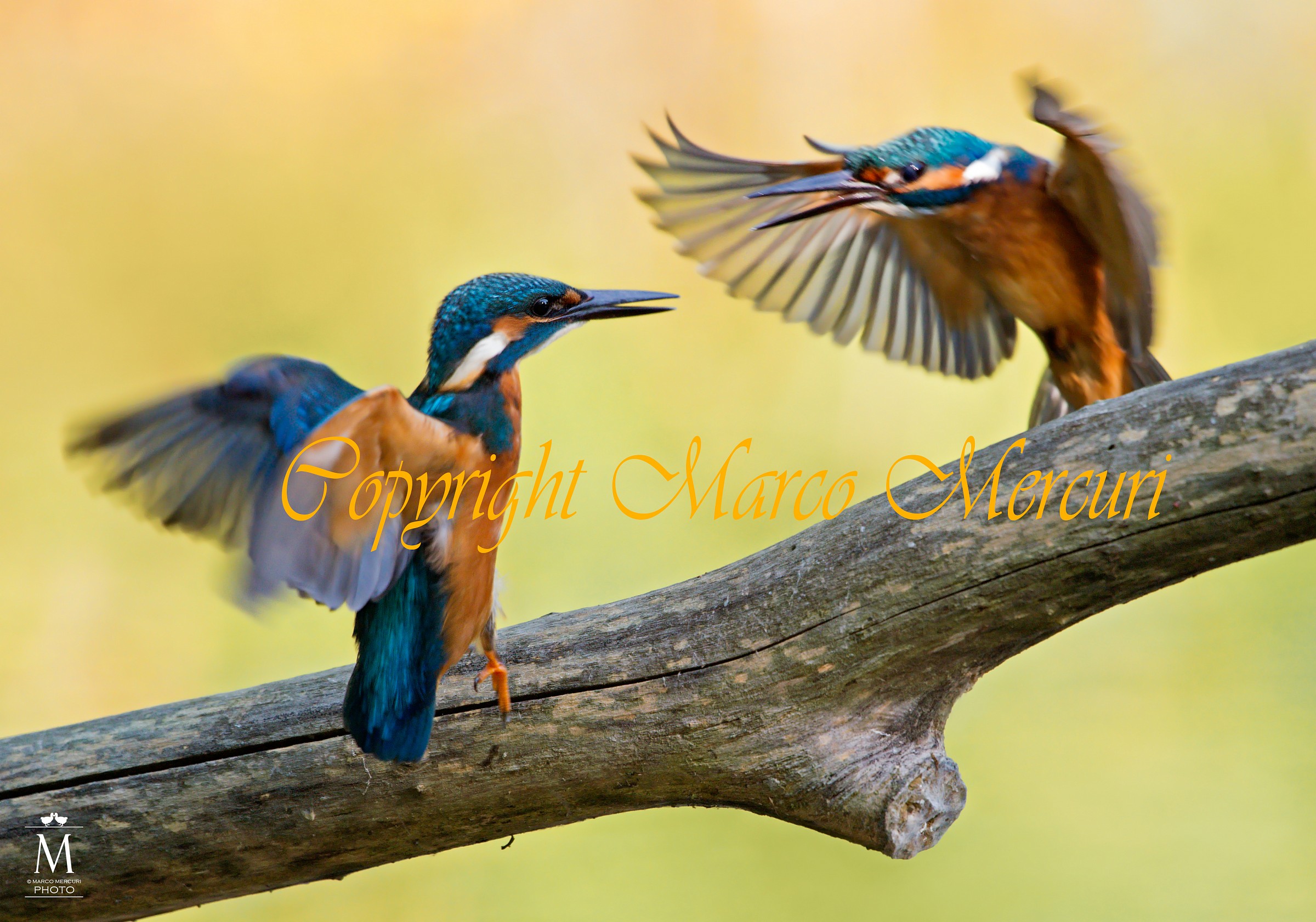 Il Martino Prepotente!!!