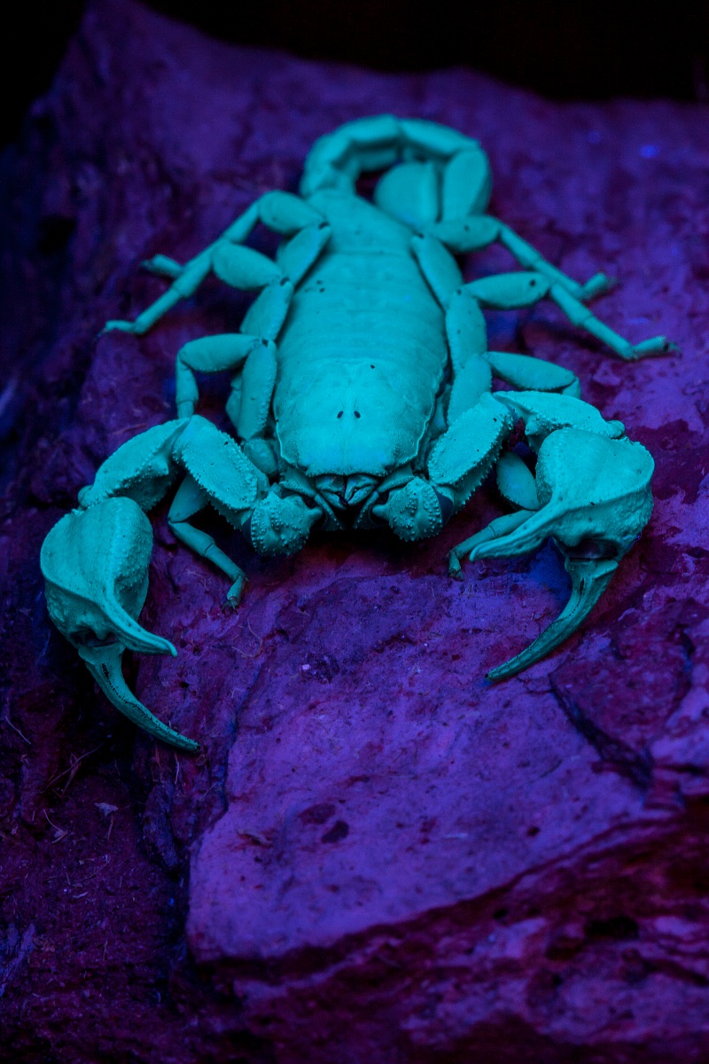 Euscorpius sp.