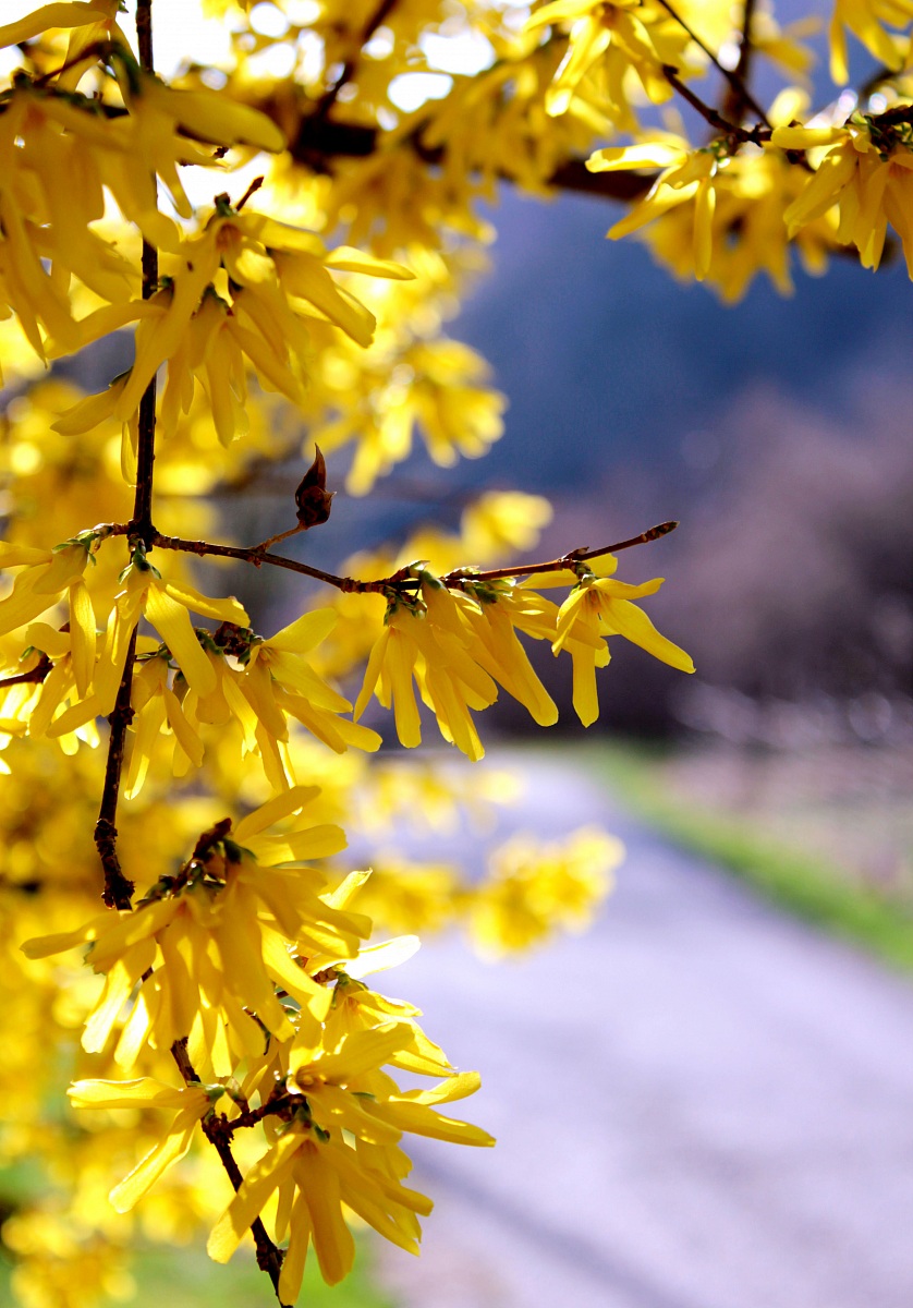 forsythia a primavera
