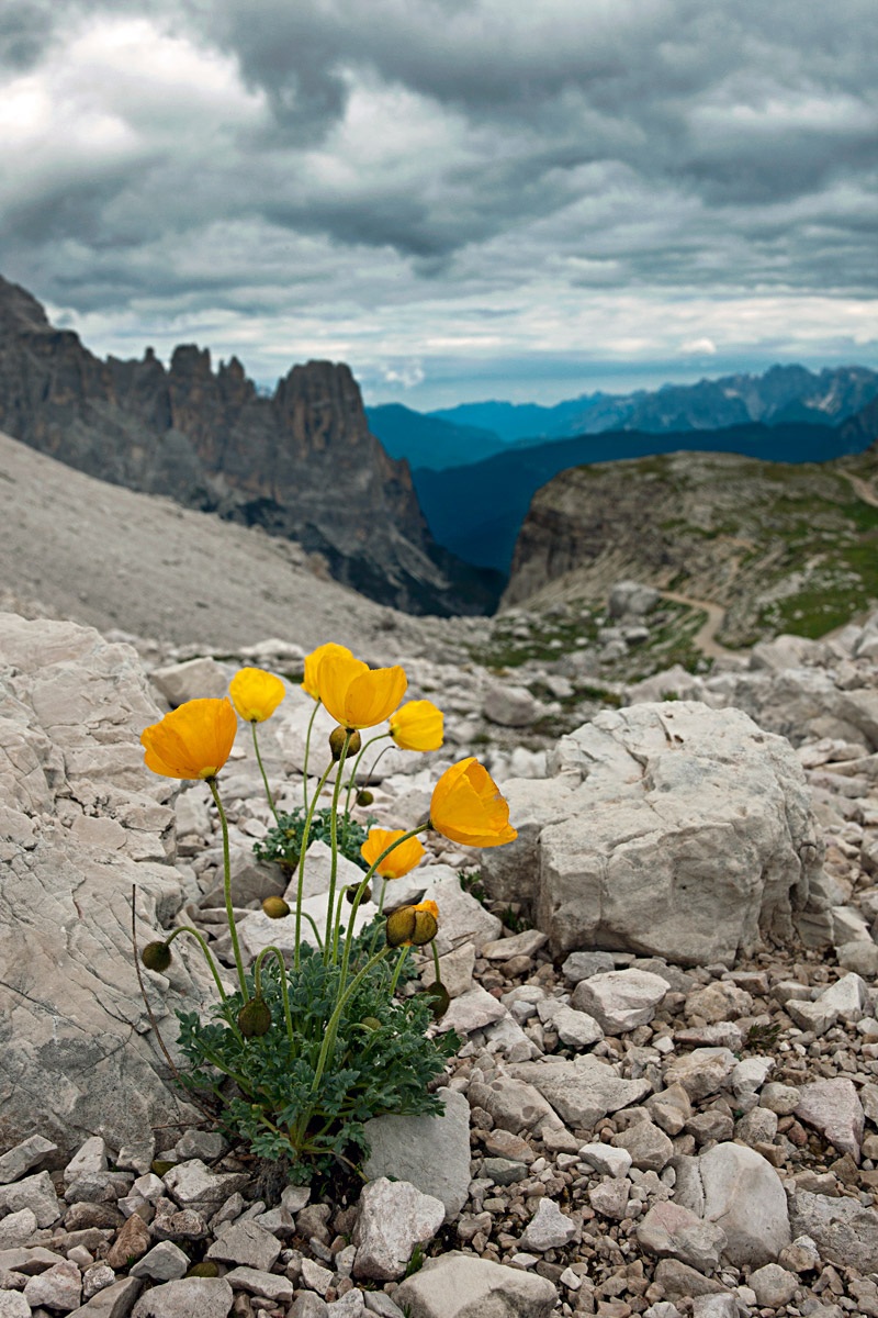 Alpine poppy in the Dolomites