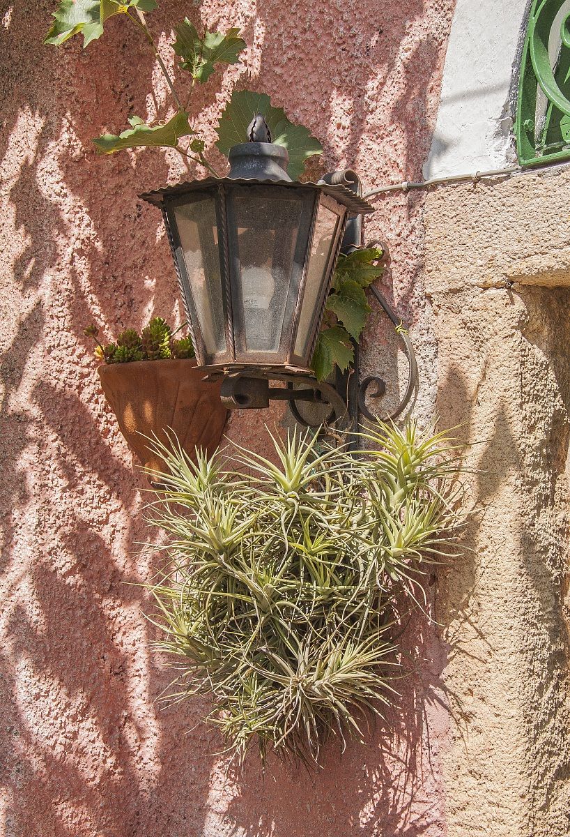 Tillandsia a Bergeggi
