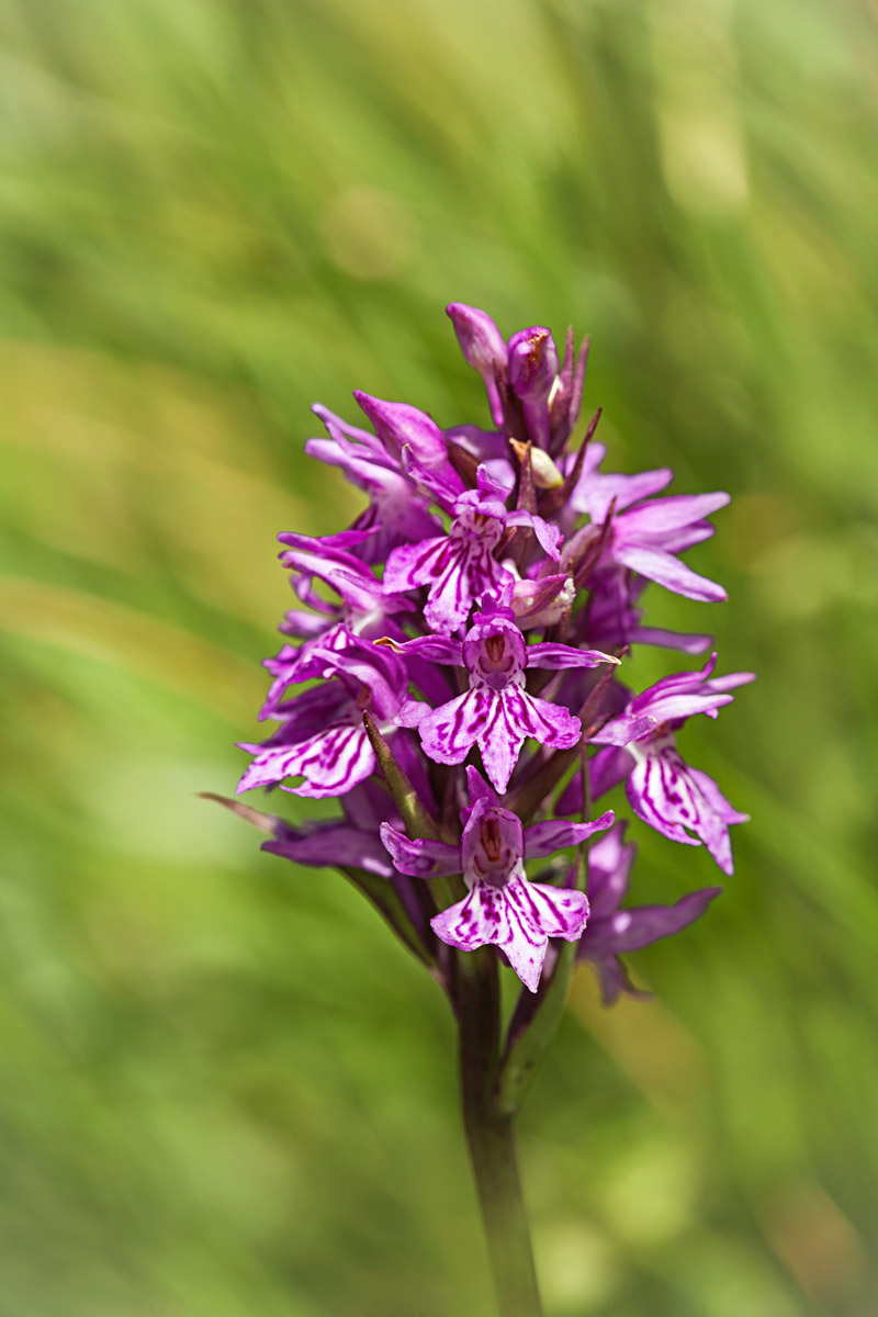 Dactylorhiza Tarnished subspec. Fuchsii