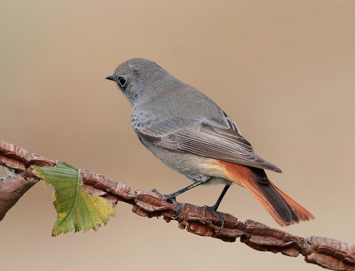 Codirosso spazzacamino