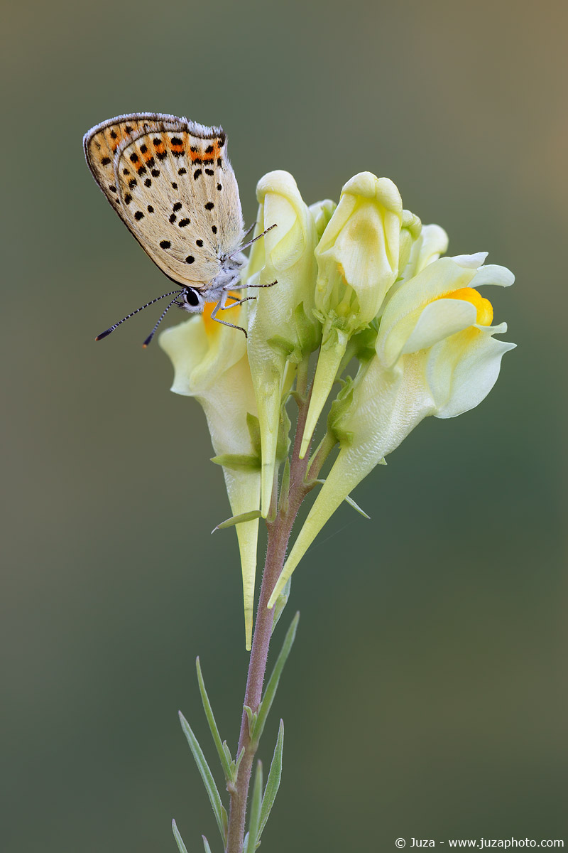 Lycaena tityrus, 017,247