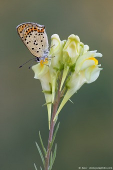 Lycaena tityrus