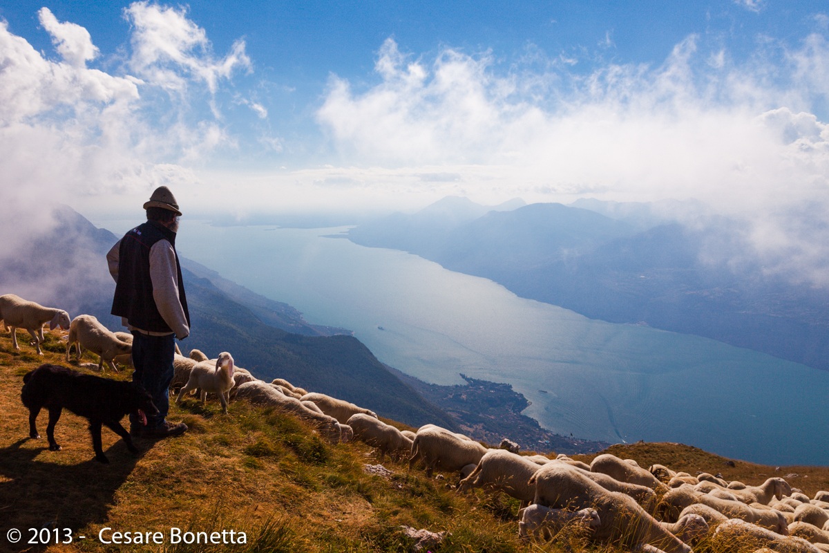 Monte Baldo - Shepherd with flock