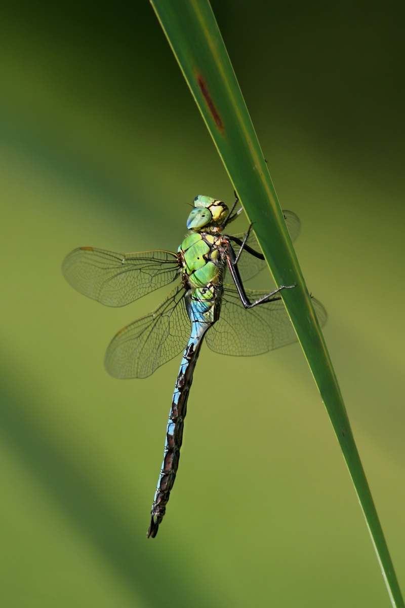 Aeshna cyanea (too far!)