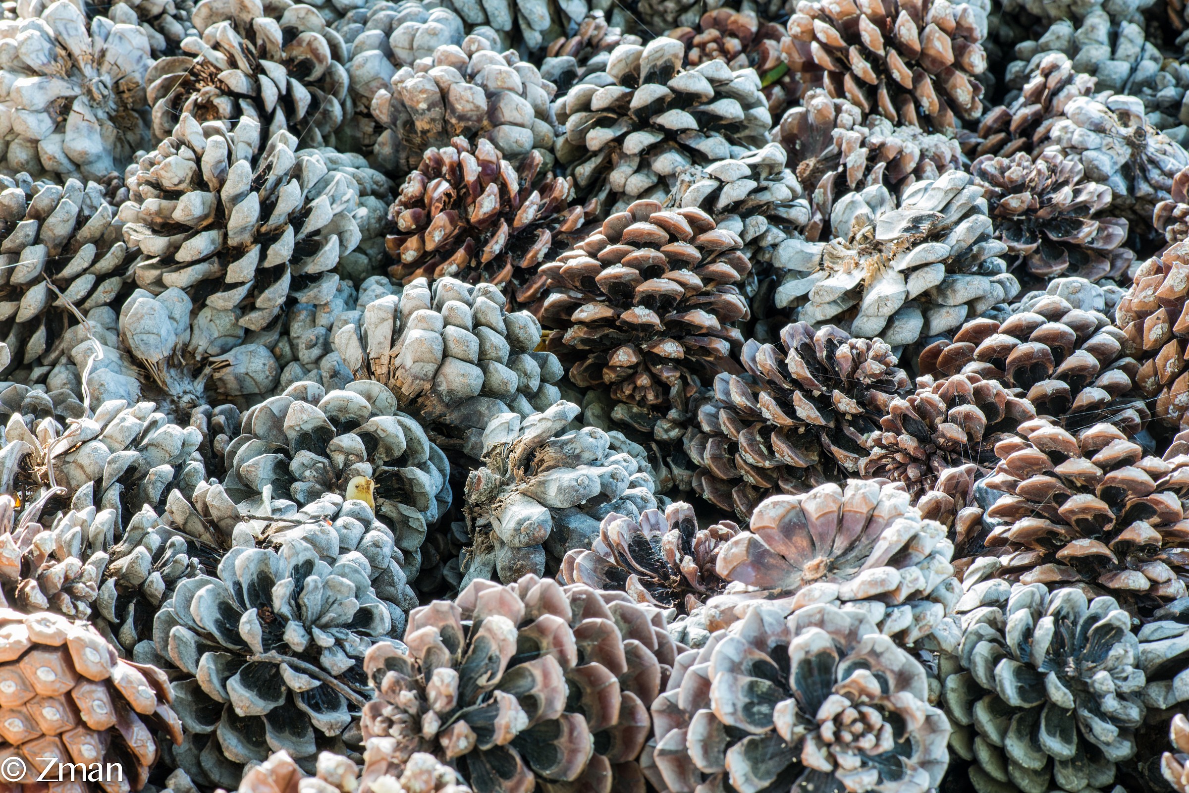 Empty Pine cones