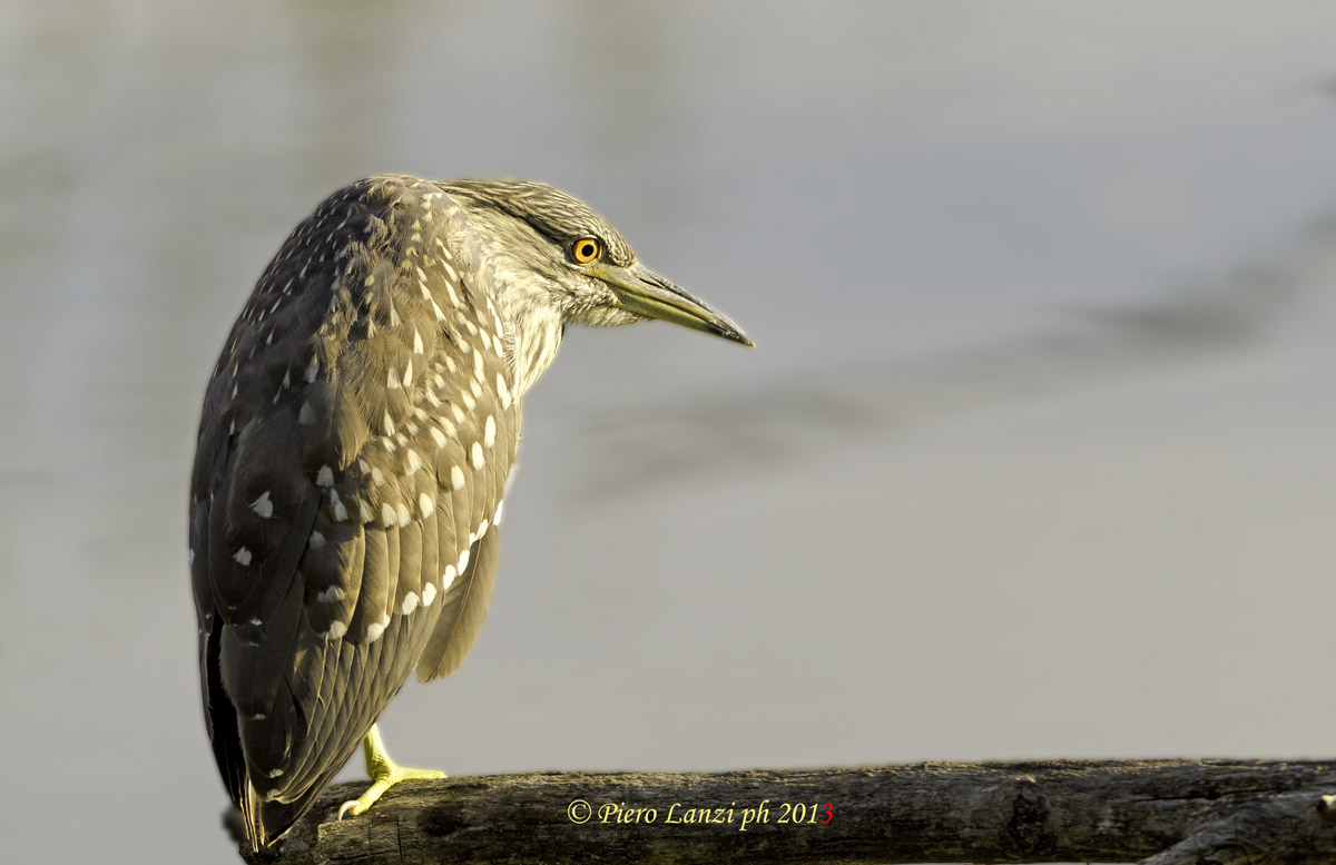 Night Heron
