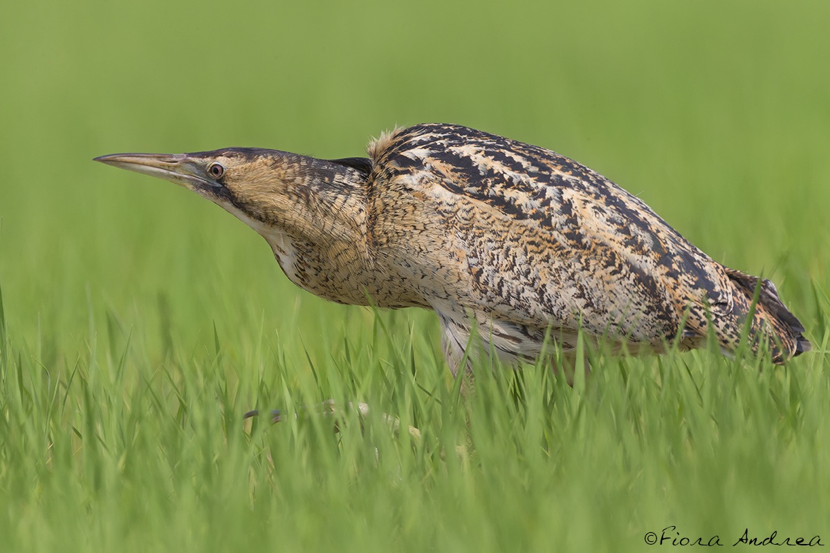 Furtivo...tra il riso.