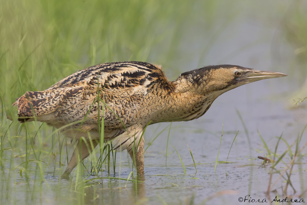 A bathroom with ... Bittern.