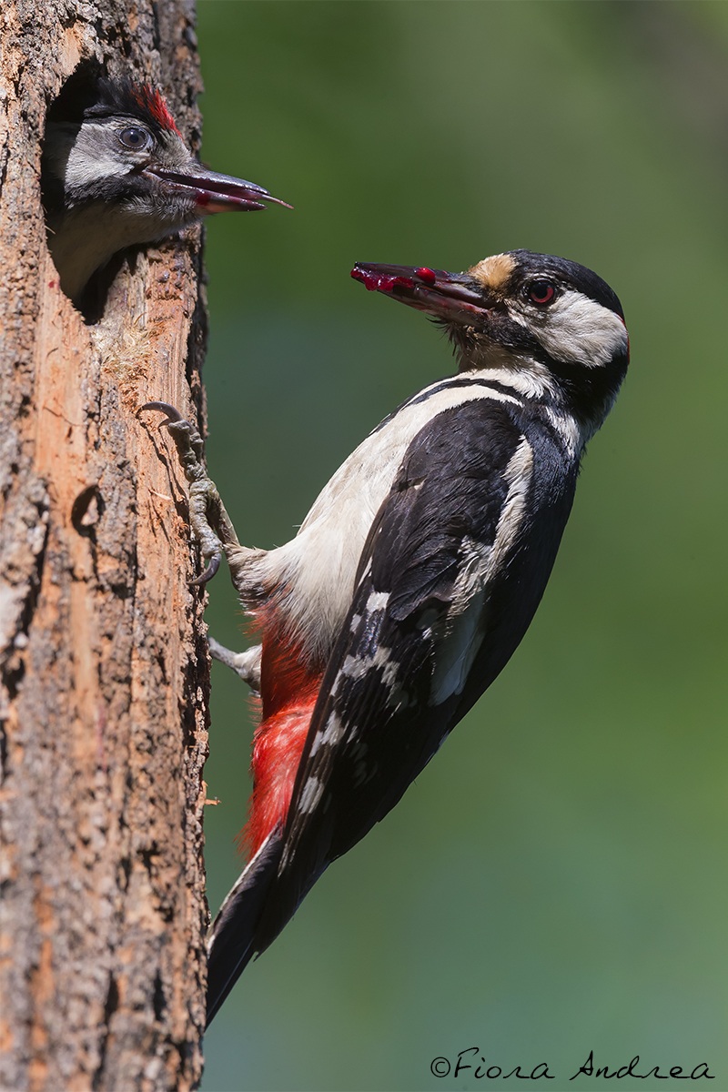 Red with the red ...