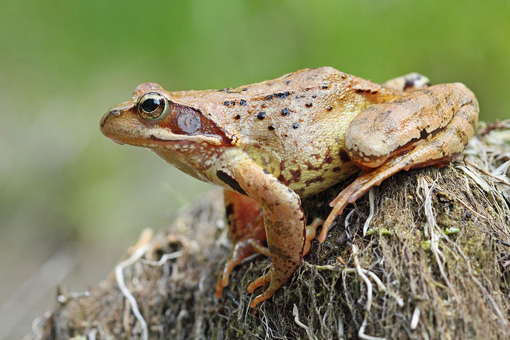 Comune rana Rana temporaria